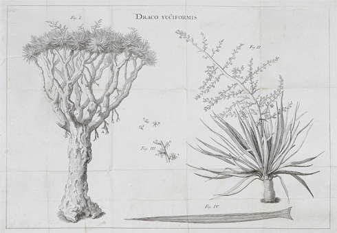 Planta do Dragoeiro, <em>Draco yuciformis</em>, Vandelli 1768. 