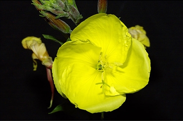 Flor de Onagra em luz visível, Bjørn Rørslett / NN