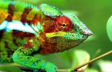 Dia da Biodiversidade
