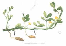 Evocação da vida e da obra de Domingos Vandelli (1730-1816), nos 200 anos da sua morte
