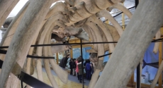 SÁBADOS NO MUSEU