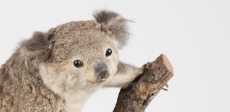 Os carismáticos coalas 