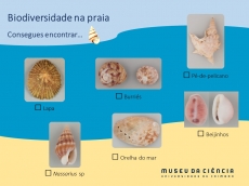 Atividade 4. Biodiversidade na praia