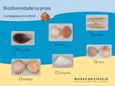 Atividade 5. Biodiversidade na praia