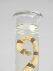 Micrurus corallinus (Merrem, 1820), ZOO.0004203