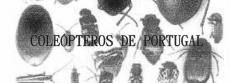 Relatório de Maria Esmeralda Pereira Lobo Bonifácio (1935-2014)