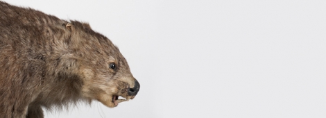 Vombate: um curioso matemático da natureza