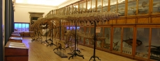 VISITAS À GALERIA DE ZOOLOGIA